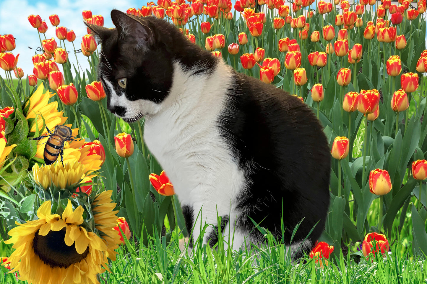 Postcard Art Pack: Two 4x6 Postcards —  Cat ❤️