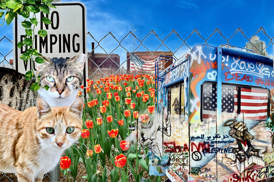 Cats Against Genocide 🚫 8x12